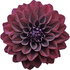 Black dahlia